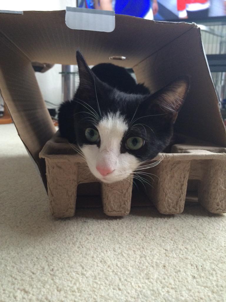 Frankie_Itfc's tweet image. @O2 #O2HappyCat