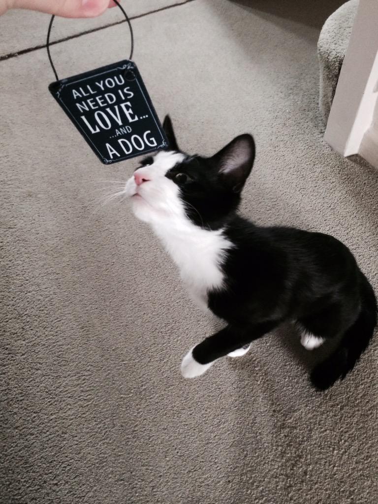 Frankie_Itfc's tweet image. @O2 #O2HappyCat