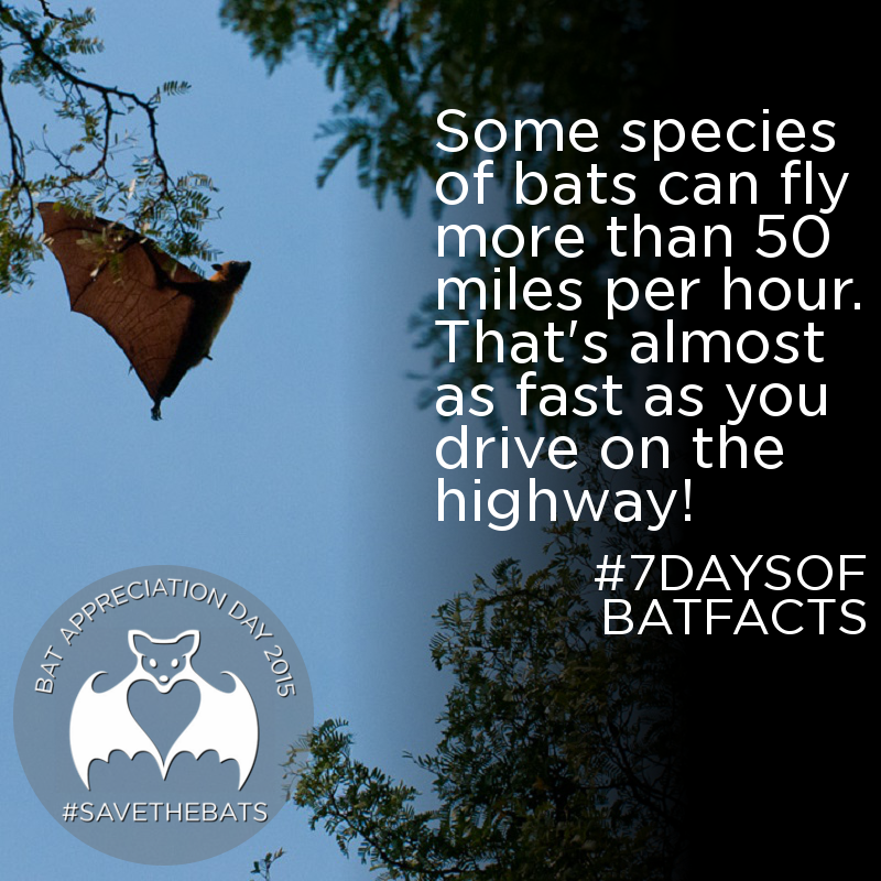 BatConservation's tweet photo. #BatAppreciationDay2015 #BatFacts #7DaysOfBatFacts
Sign the #SaveTheBats pledge --> http://t.co/C7kkkA1WvN http://t.co/7eDFK41gan