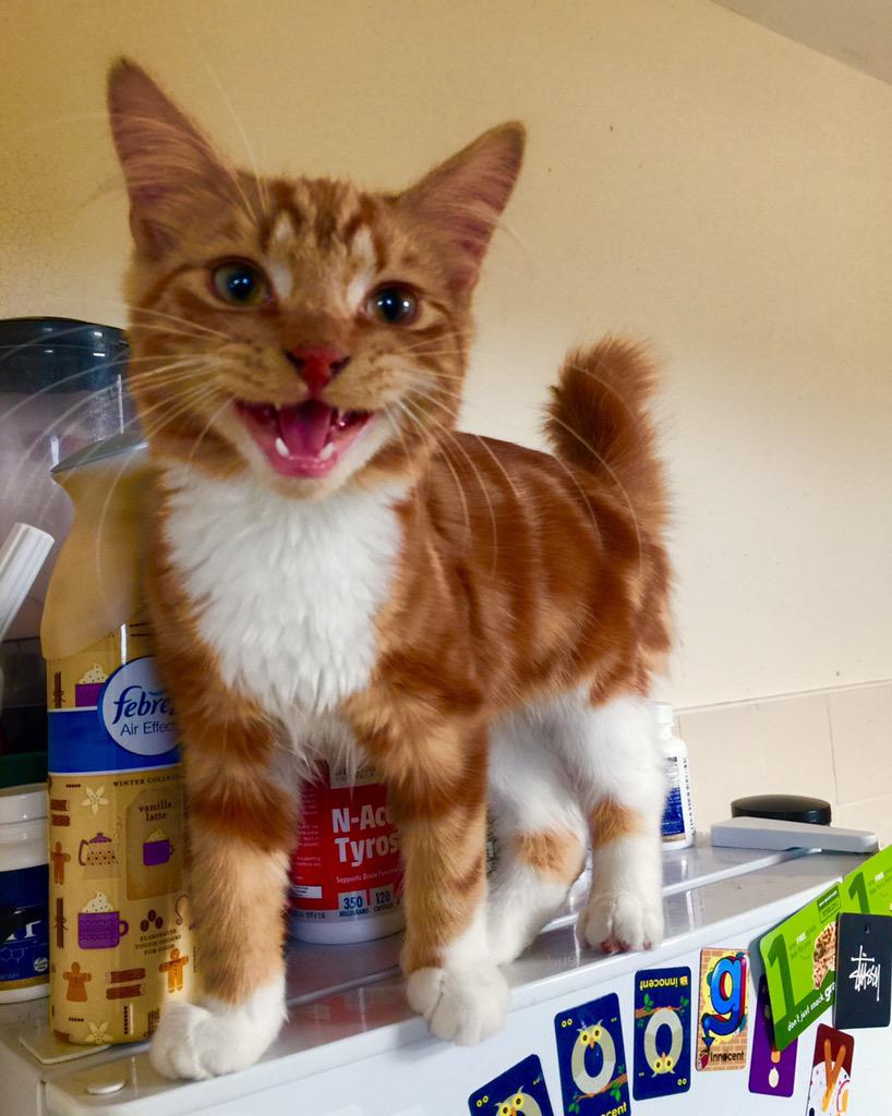 harrietweet's tweet photo. @O2 These are my friend @AdamTurton's cats MΓΌgler (ginger and white) and Sebastian #O2HappyCat πΈπΈ http://t.co/L82KpHBvwk