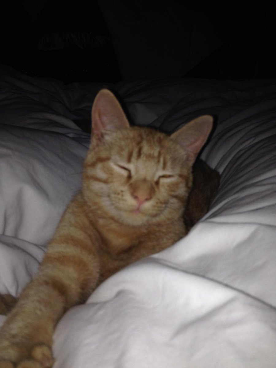 TreacleTory's tweet image. @O2 Fergus is always happy and smiling. #O2HappyCat xxx