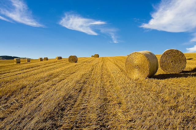 ResearchGate's tweet photo. This enzyme may help to fuel #bioethanol production from plant waste: https://t.co/SdelTegTwg #NetworkPicks http://t.co/lZMQ4c85Hi