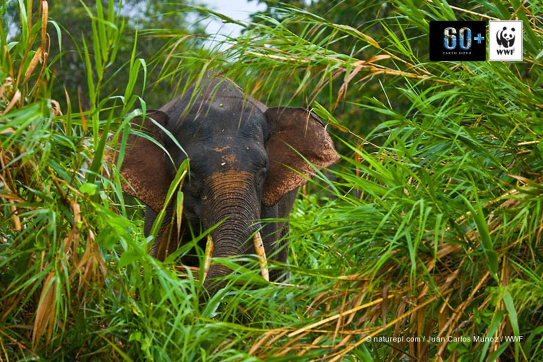 Yayasan WWF Indonesia tweet media