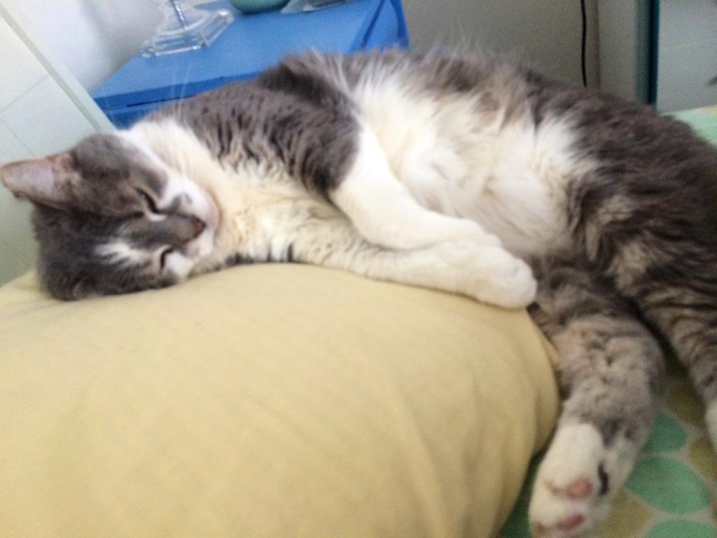 thereal_izzycat's tweet photo. Is it #Caturday yet? #struggleisreal #CatsOfTwitter http://t.co/A4haLpJoCm