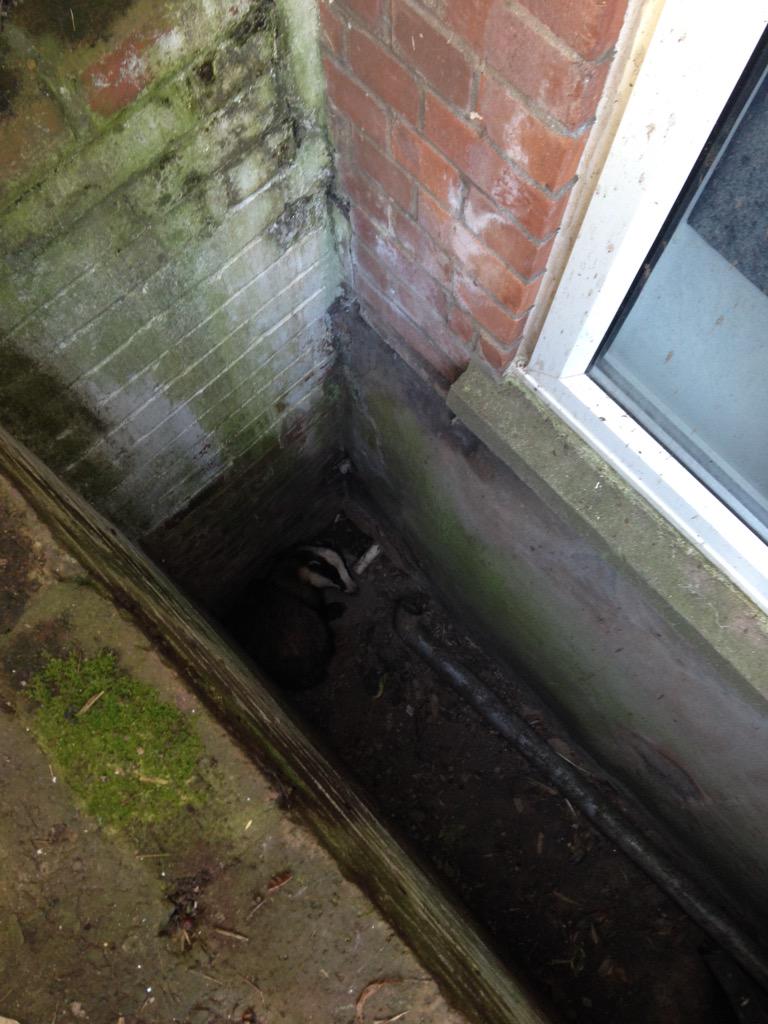jay_goldfinch's tweet photo. #BadgerUpdate FREE AT LAST!!!! http://t.co/4hBAJyuWpn