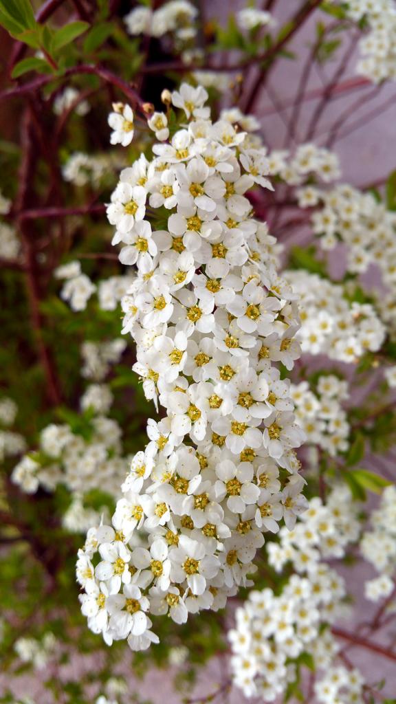 SweetMagnoliaGC's tweet photo. Bridal wreath #gardening #irishbizparty #Irish http://t.co/aP1VG2FkEy