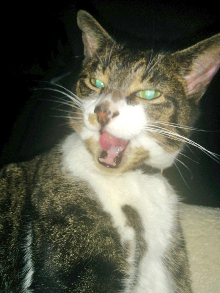 jenmnicol's tweet image. @O2 Lola is pretty damn happy! #O2HappyCat