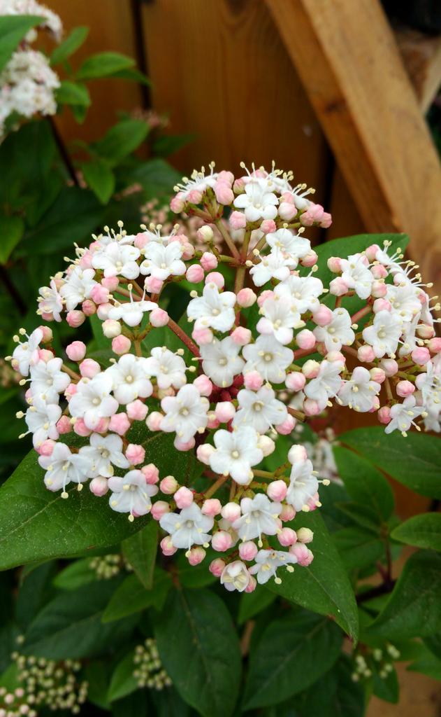 SweetMagnoliaGC's tweet photo. Viburnum #gardening #irish http://t.co/EThtVMXHlG