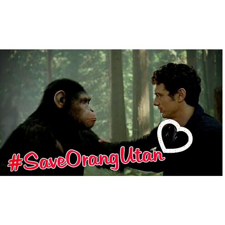 #saveorangutan   <a href="/salahudinmtlcr/">SALAHUDIN AL AYUBI</a> @COUSTERstore <a href="/warriors_solo/">Official WARRIORS</a> <a href="/Warriors_Krngyr/">Warriors_Karanganyar</a>
