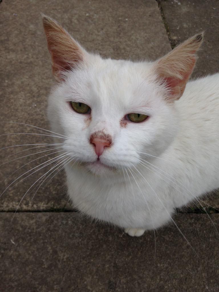 CarlaRoxann's tweet image. @o2 snowball &amp;amp; freddy live at a cat rescue I volunteer at. They're still really happy! #o2happycat