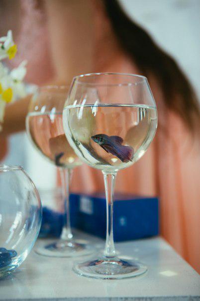 Cheese_Video's tweet image. #cheese_studio