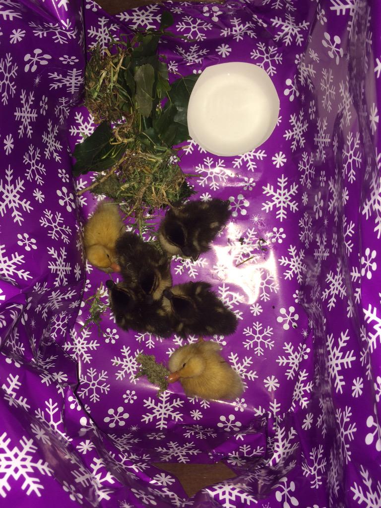 Yesterday <a href="/SimGuruLyndsay/">Lyndsay Pearson</a> saved some baby ducklings that had been orphaned. They are the cutest.