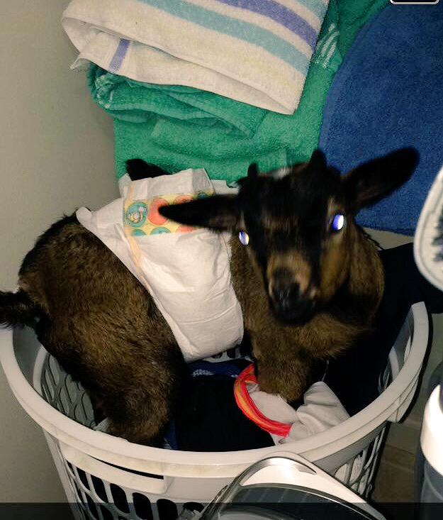 Rangerthegoat's tweet photo. This is my way of telling dad I need a baaaaath today! #goatlife http://t.co/GNRot6MqLU