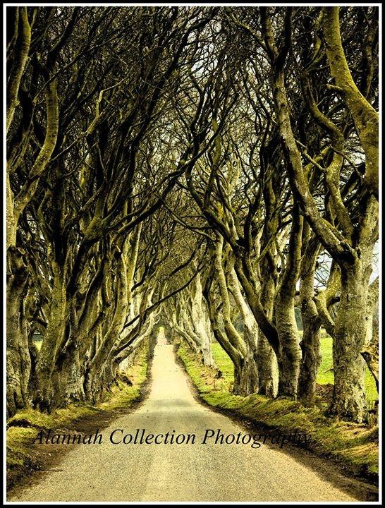 Alannah Collection tweet media