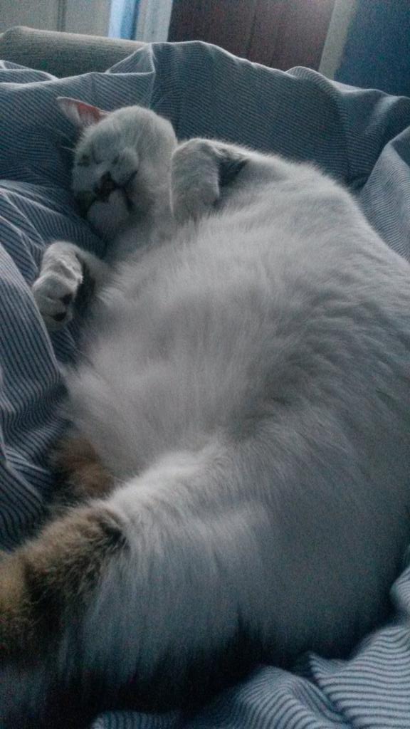 Embedded image permalink