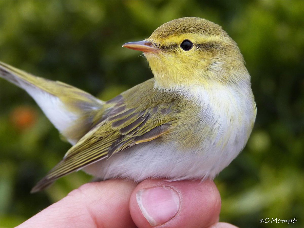 Sílbame, tú sílbame y ya voy: llegada masiva de mosquiteros silbadores a la costa valenciana …deanillamientopitroig.blogspot.com.es/2015/04/silbam…