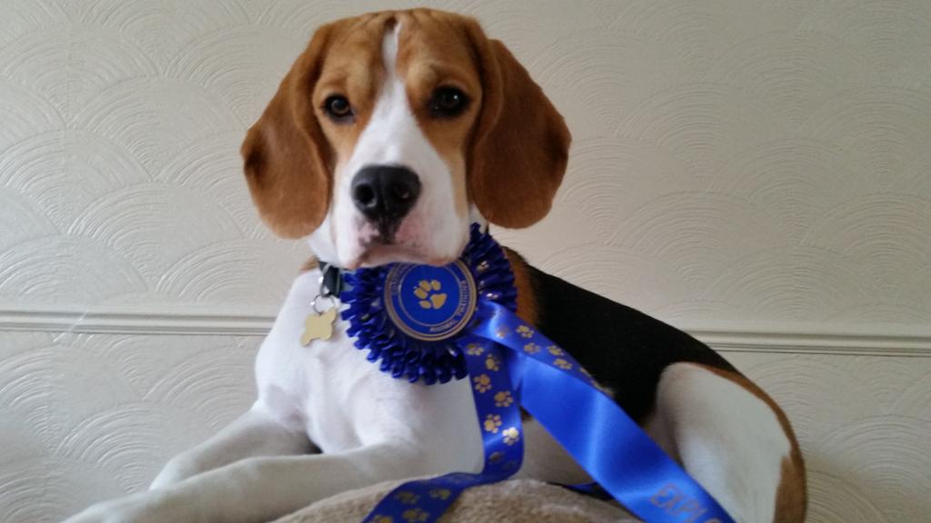 theemmabritton's tweet photo. This is NOT a puppy political broadcast. This is #BillytheBeagle with his latest dog training course rosette! :-) http://t.co/6KBZqtWwev