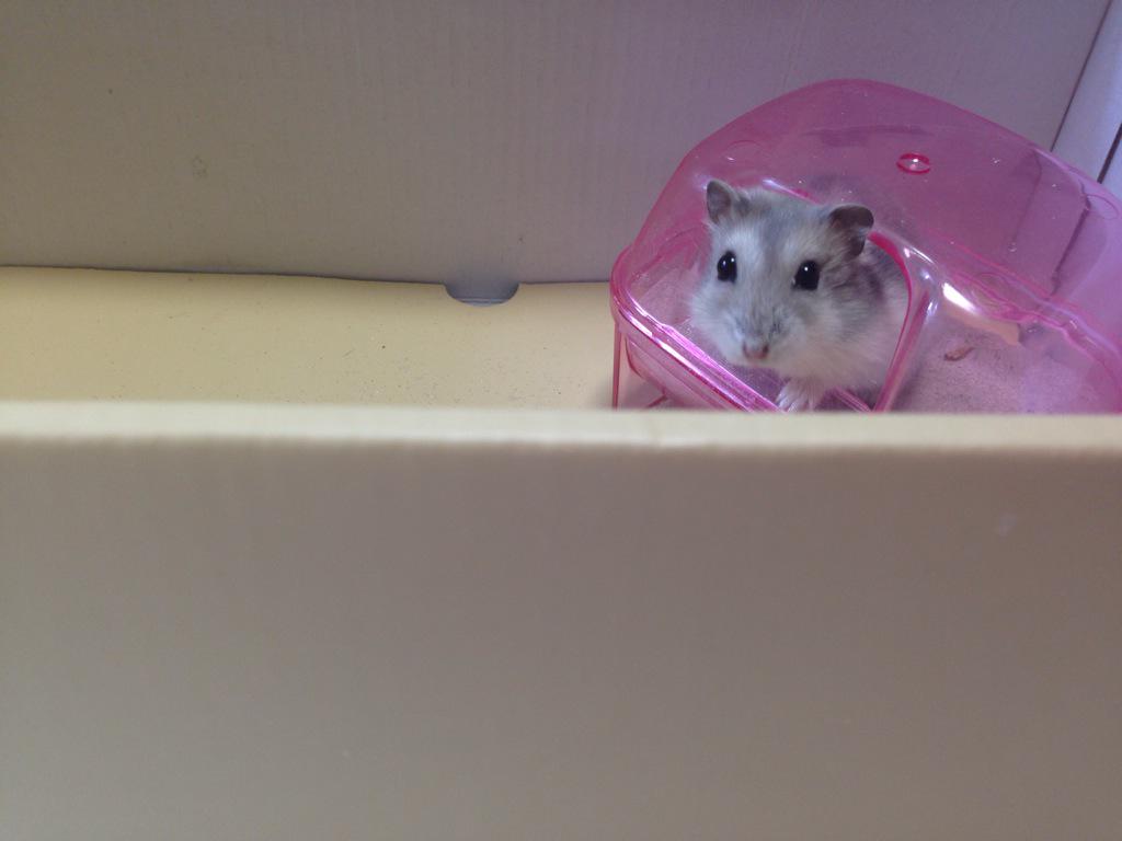 松尾 春香 Yuzuzuhr Twitter