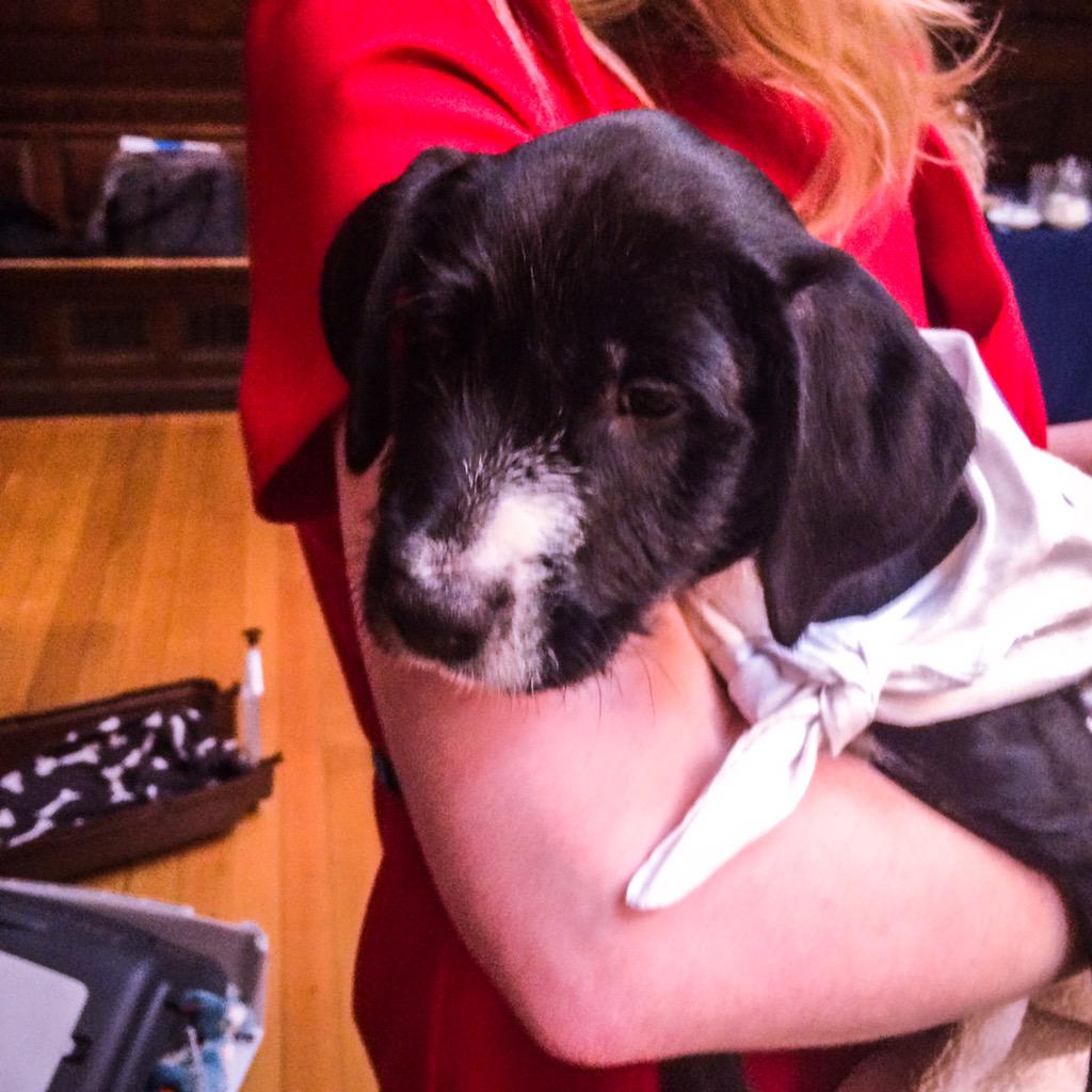Pets_ie's tweet photo. There were some adorable atendees also #IPAAG http://t.co/Fvht02t0LD