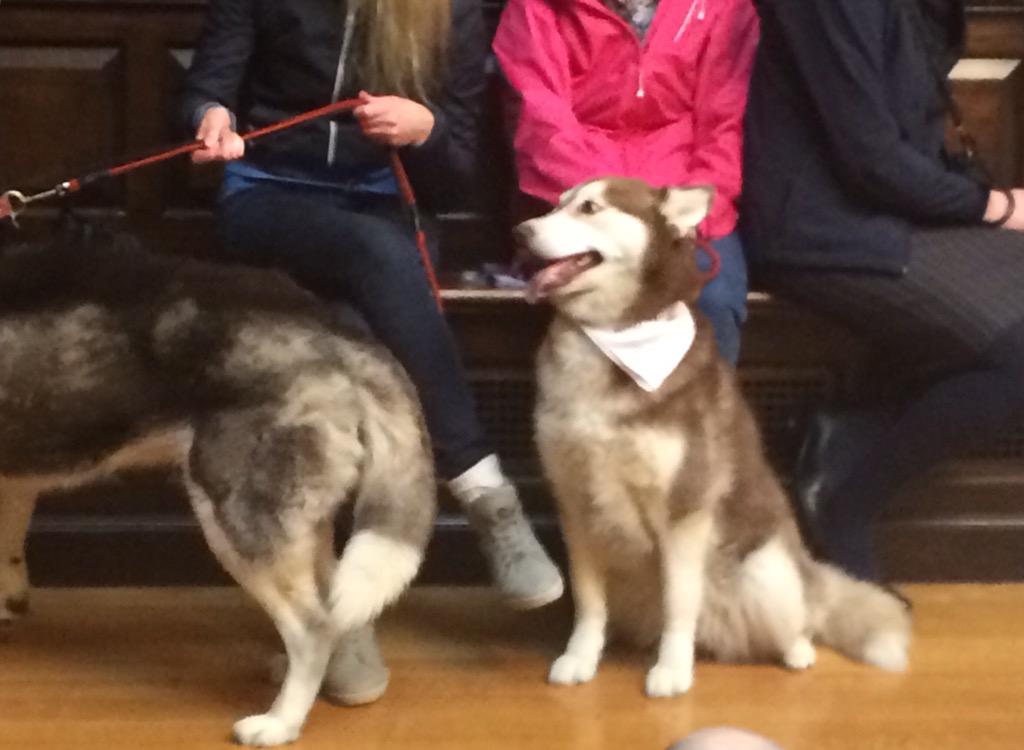 Pets_ie's tweet photo. There were some adorable atendees also #IPAAG http://t.co/Fvht02t0LD