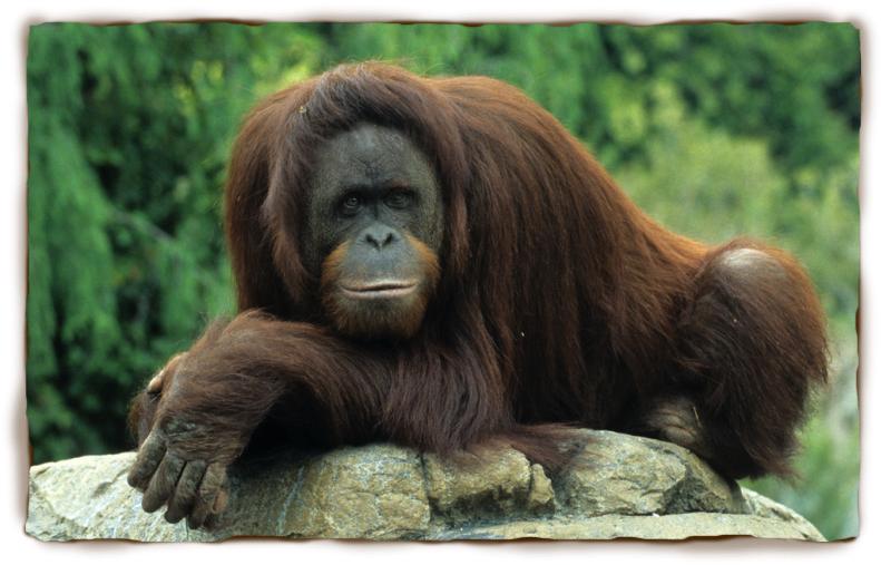 animalsreaction's tweet photo. Paint me like one of your French girls http://t.co/IMrNti0zX2