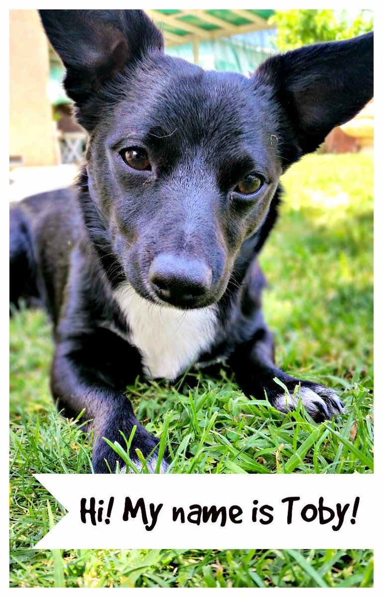 pixieandblitz's tweet image. RT @formulamom: Active pup? #NudgeThemBack Twitter Party 4/22 3pm ET. Prizes 500+! Rules cbi.as/7bbj #ad