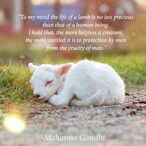 MercyForAnimals's tweet photo. Protect ALL animals from needless cruelty. Go #vegan. http://t.co/kbC2JGm4b7 http://t.co/IZEeWZE2gW