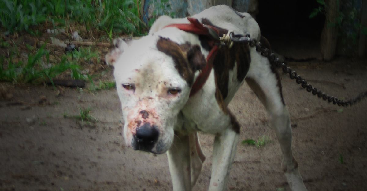 PETAShares's tweet image. Animal abuse MUST end. #DailyThoughtsIn4Words