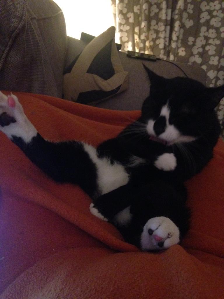 Albannach1876's tweet image. @O2 #O2HappyCat maybe not happy but definitely chilled!