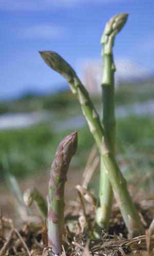 StreetCorn87's tweet photo. @SCFoodMarket Sun, fun and fresh Asparagus... You know it's good for you!!! http://t.co/h1YQppmoW7