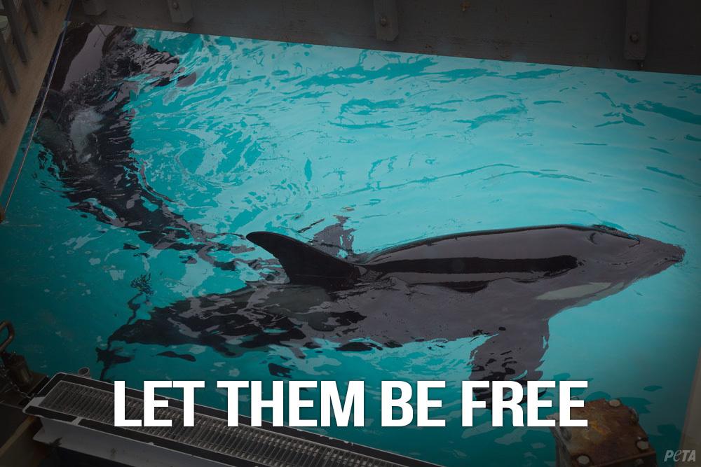 peta's tweet photo. #DailyThoughtsIn4Words: Let them be free. http://t.co/kw5zKNfgHK