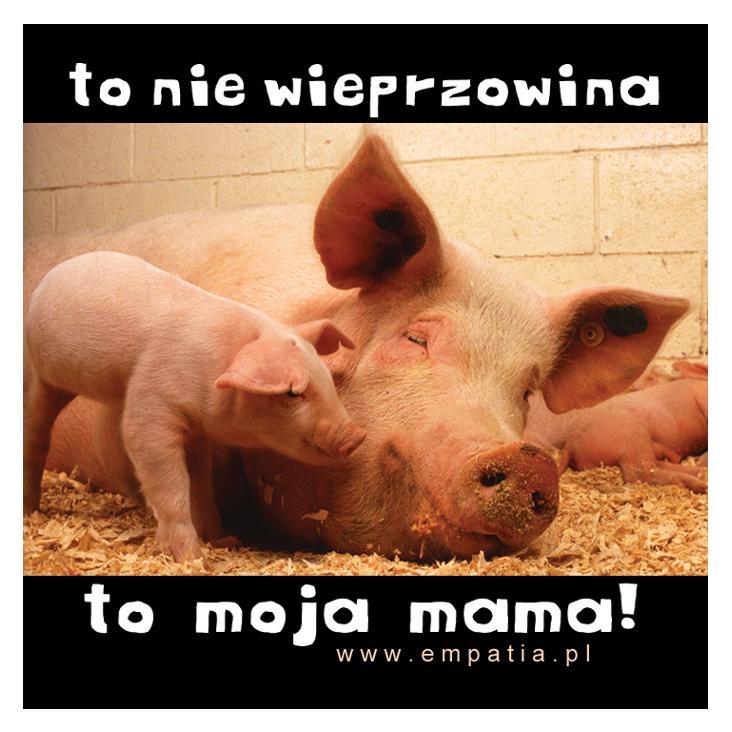 Vegomania's tweet image. Everybody has his beloved mommy!
#govegan #humanityevolves
Translation from the pict.: Its not a pork! It&apos;s my mommy!