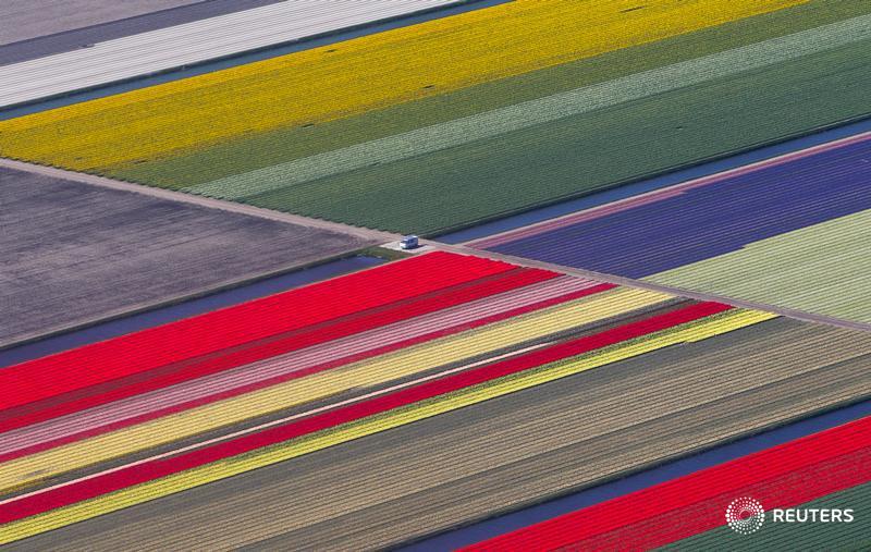 Reuters's tweet photo. PHOTOS: What spring looks like at this Dutch flower garden. http://t.co/csbB49YOQS http://t.co/EsMzQOqTfj