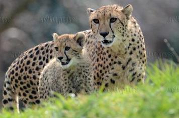 Today in services photos VIA <a href="/actionpressde/">action press</a> The Cheetah cubs Beatrice, Bela in Zoo Prague #zoopraha