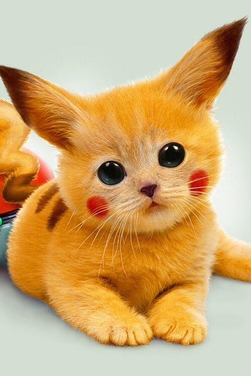 Retweet if you want this cat<3 🐱