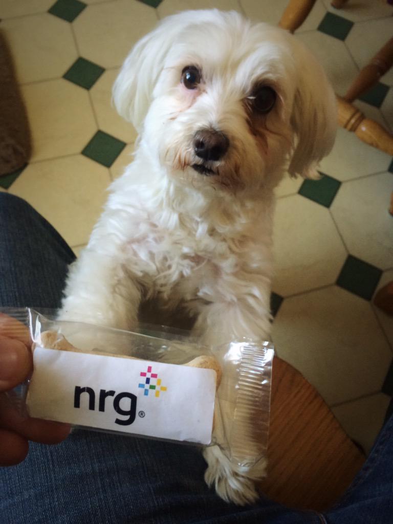 gosolarwitheric's tweet photo. This #solardog is excited that her owners are going solar with #nrghomesolar! http://t.co/DVSm74qz55