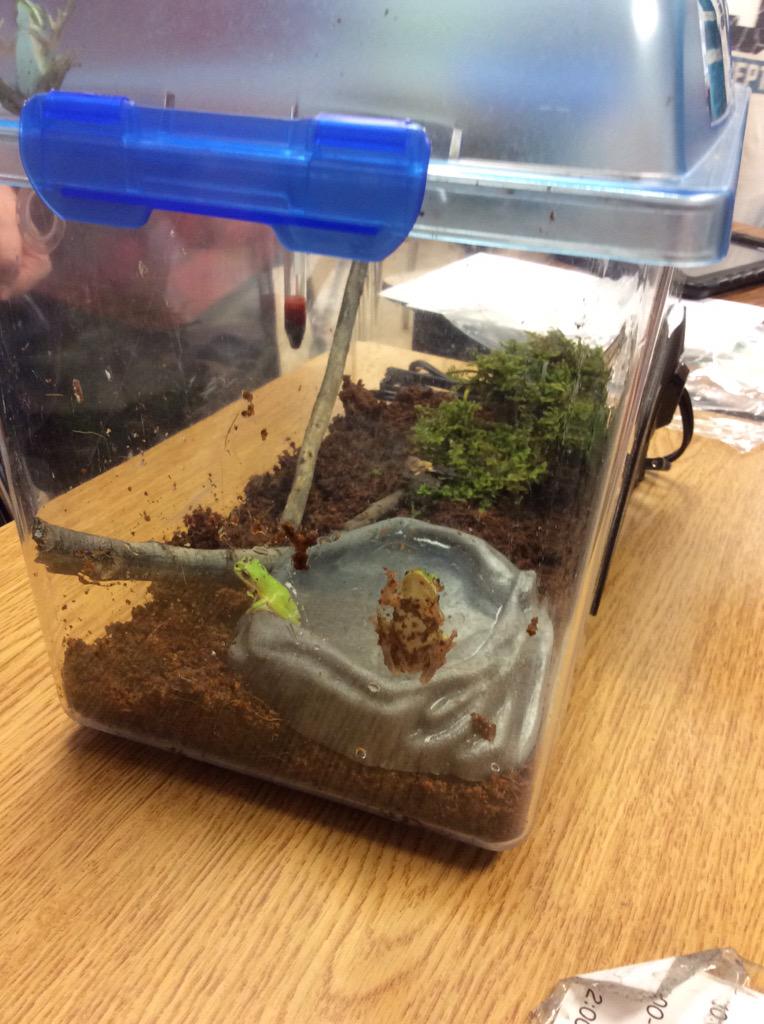 KrisRiffe's tweet photo. Hermit crabs and tree frogs arrived for #science! #twainfraser #fraserschools http://t.co/vqfh7DwgUQ