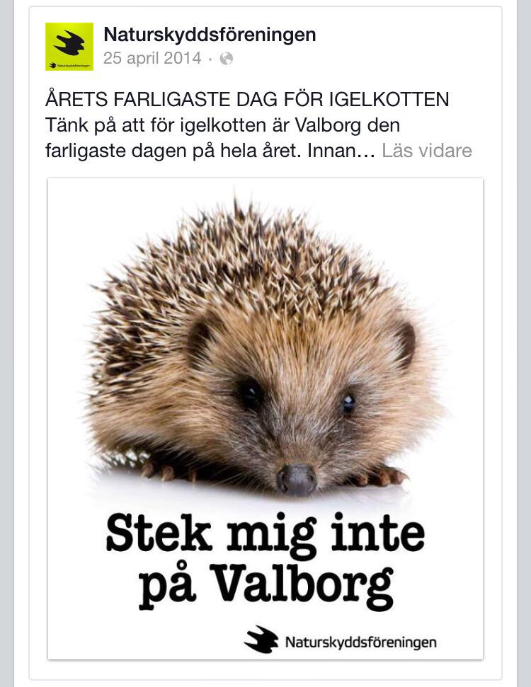 foxxester's tweet image. Sötaste upplysningen på länge 😭❤️ #valborg #igelkottar #majbrasor