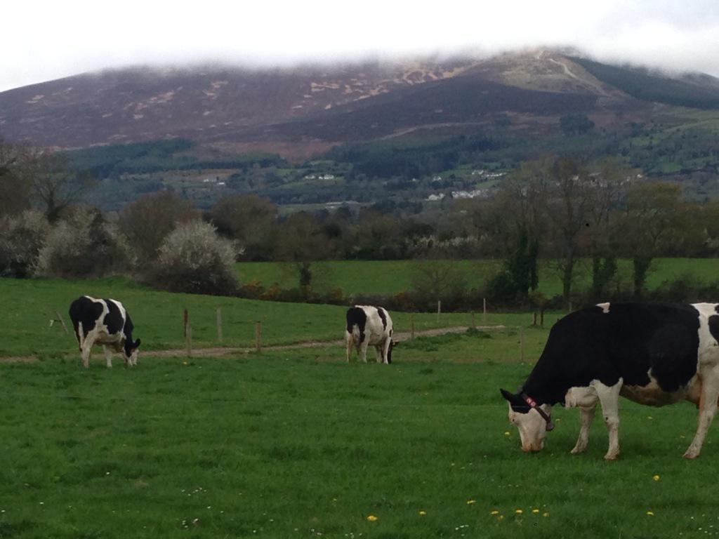 LelySouthEast's tweet image. Successful Open Day on Mr Pat Mulrooneys farm 1 A4 grazing system, Beautiful scenery! #organic #LelyRobot