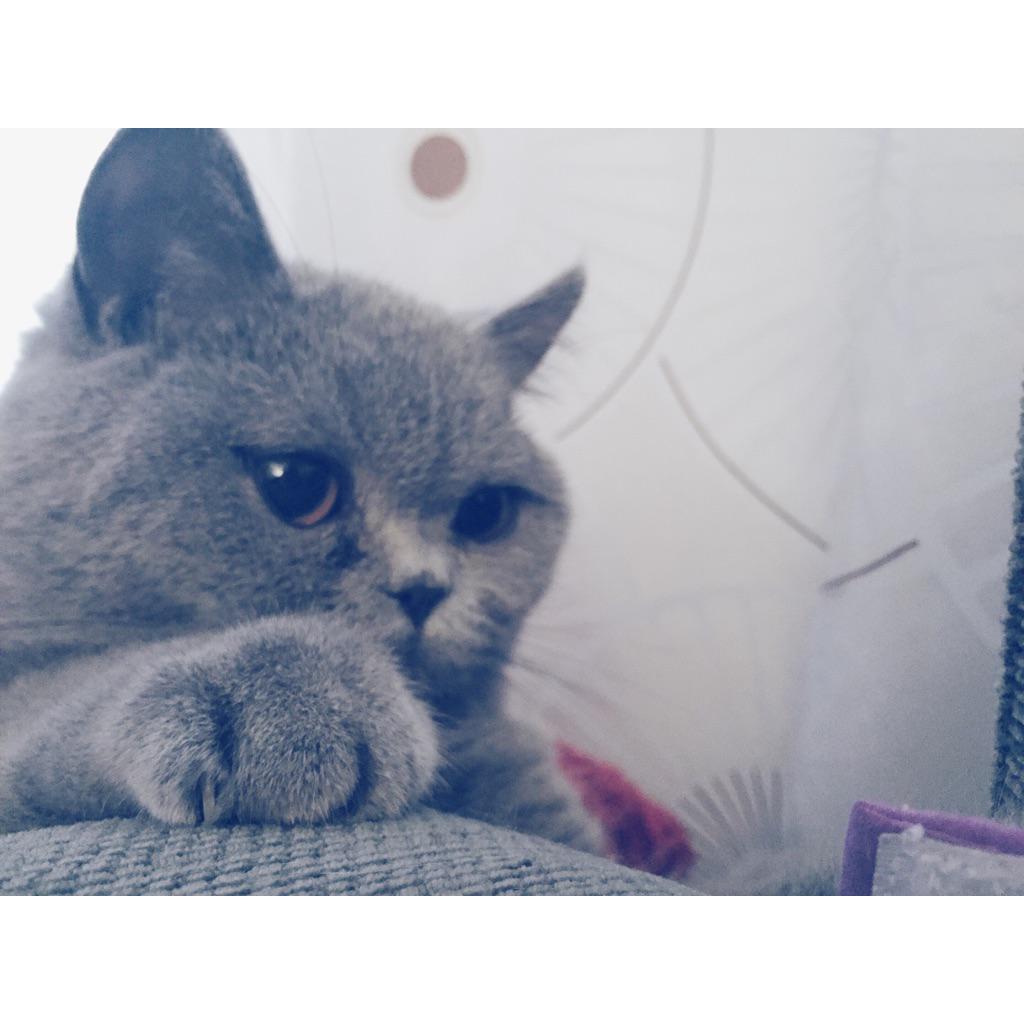 kiratheblue's tweet photo. #bluebritish #britishorthair #cat #catsofinstagram #cute #kitten #DegaMatese #cats_of_instagram #meowbox http://t.co/yiAB6cg2IU