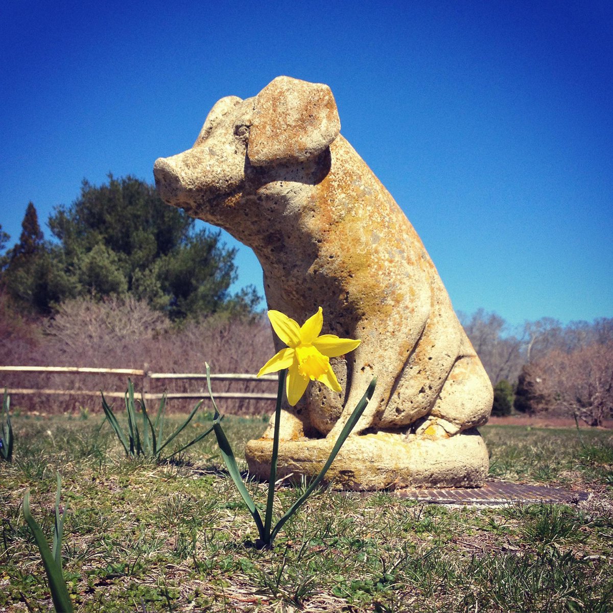 #mvpsa A new event at the Arboretum this Sat: Guided flower walk at 10am, daffodil show, arts & crafts 10-2. Join us!