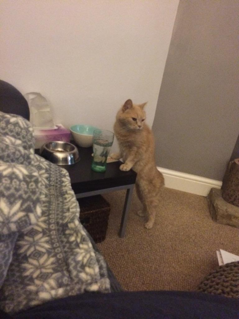 katyneilson's tweet image. #O2HappyCat