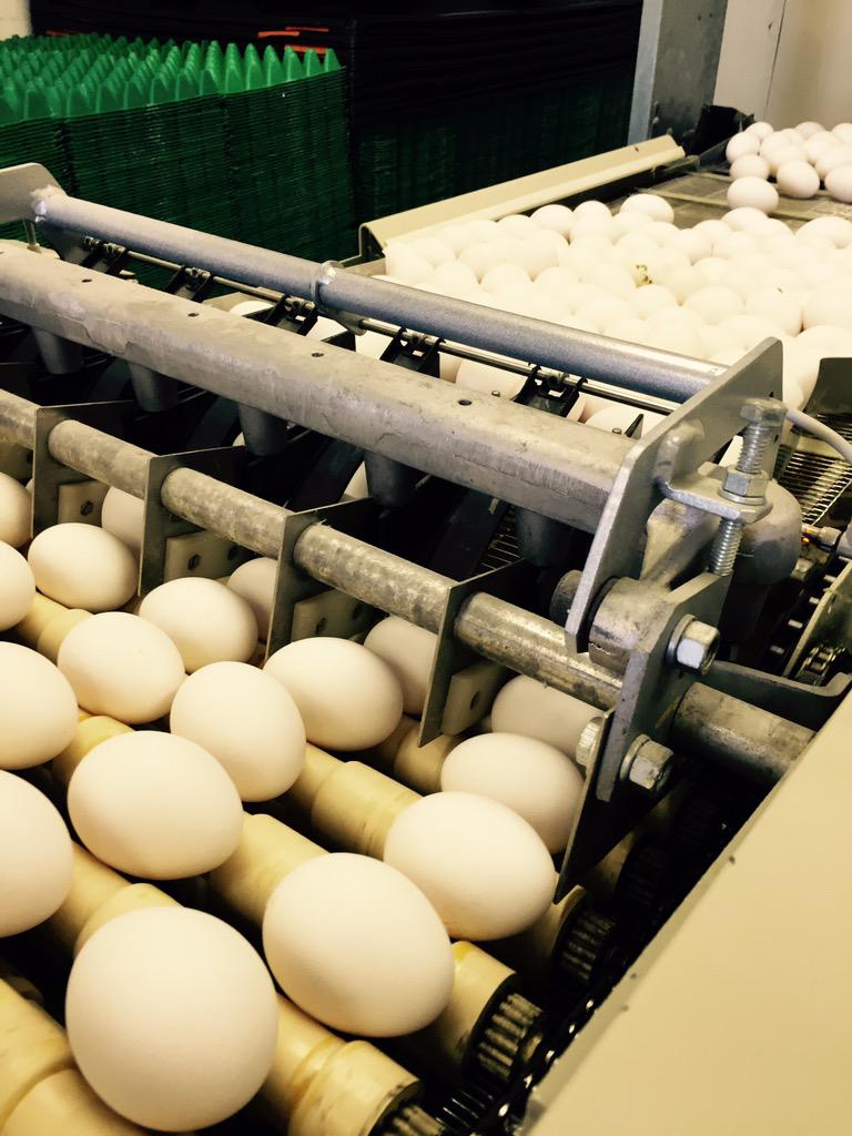 harleysiemens's tweet photo. Supplying local, Omega-3, Grade A, eggs to families across Manitoba!! @eggsmanitoba @eggsoeufs #eggs #welovewhatwedo http://t.co/3qnMbXFSeB