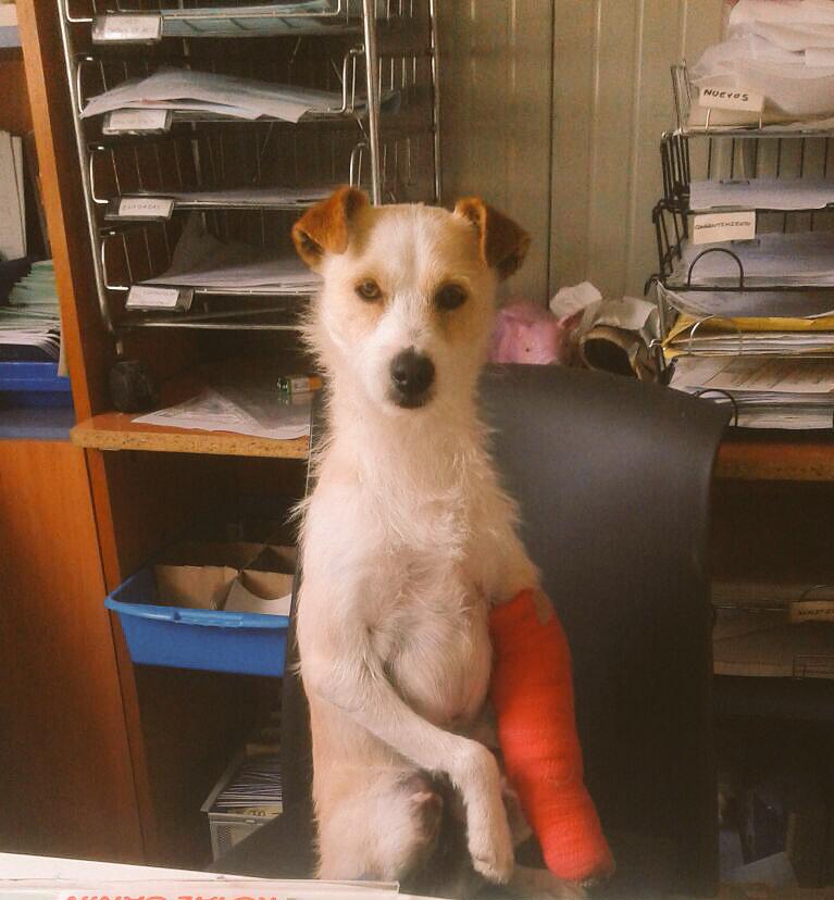 Dani Rovira tweet media