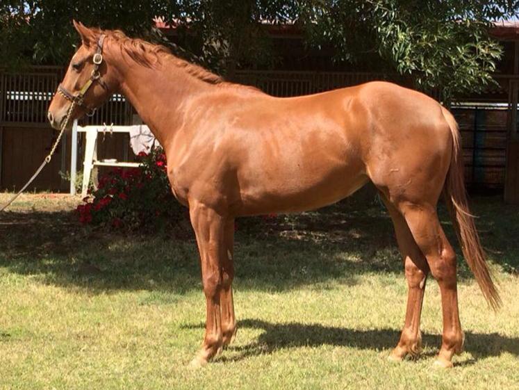 TheClubLLC's tweet photo. Dorothyroseblanche is looking good!  Shares are available in this Cal-Bred 2yo filly pointing for @DelMarRacing! http://t.co/TFRIGep9pS