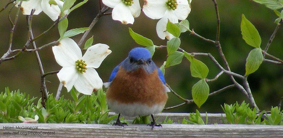 NWF's tweet photo. Homeowners (and wildlife) are recognizing the value in replacing front lawns w/ #nativeplants: http://t.co/MBhMiSM0Ny http://t.co/n6l2yo1BJE