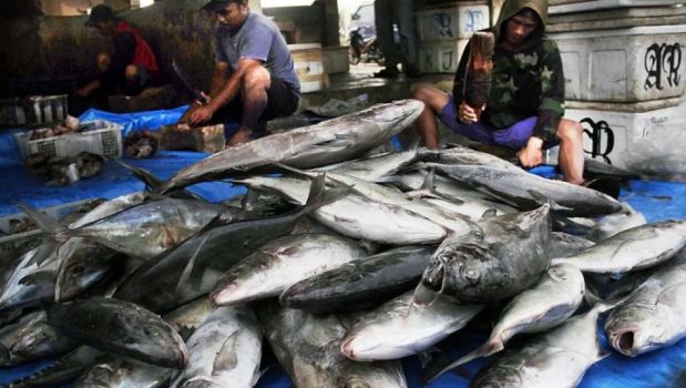 Beritasatu's tweet image. Penggunaan B2 Tidak Tepat Akan Ganggu Perikanan brt.st/4zKp