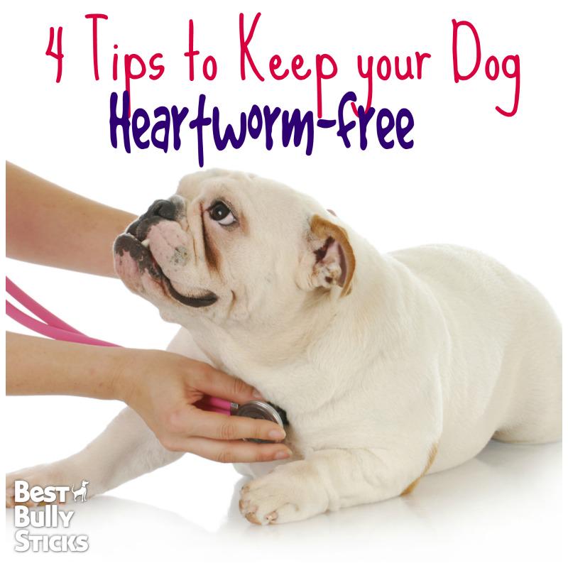 April is #HeartwormAwareness Month! Follow these tips for your #dog ow.ly/HcEXv #doghealth