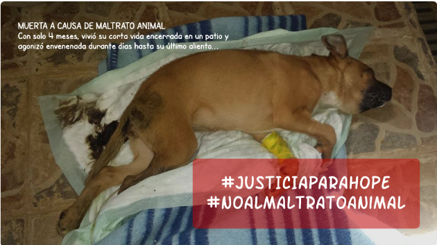 topmarta's tweet photo. Estaremos en el juicio. #DEPhope #justiciaparahope #noalmaltratoanimal #sabadell #sbd @BASabadell http://t.co/Z4NJNIs6fi