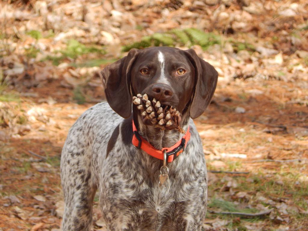 bigtimehunter76's tweet photo. #mysportdog http://t.co/n2fkcOSPOe